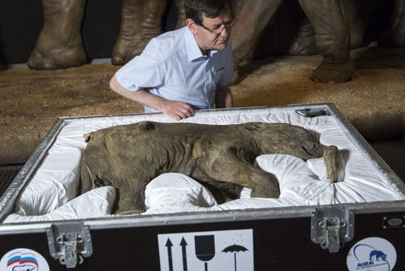 Mamut de la edad de hielo llegó a Londres