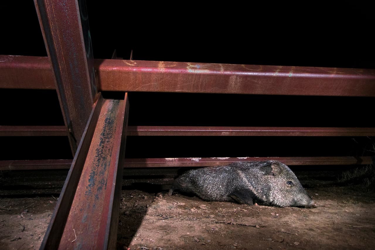 “Utilizamos equipos digitales convencionales, como cualquier cámara de alta resolución para llevar en las manos. Una vez escogido el punto instalo un mini estudio fotográfico en la naturaleza y allí lo dejo hasta ocho meses”. En la fotografía un jabalí cruzando el límite fronterizo.