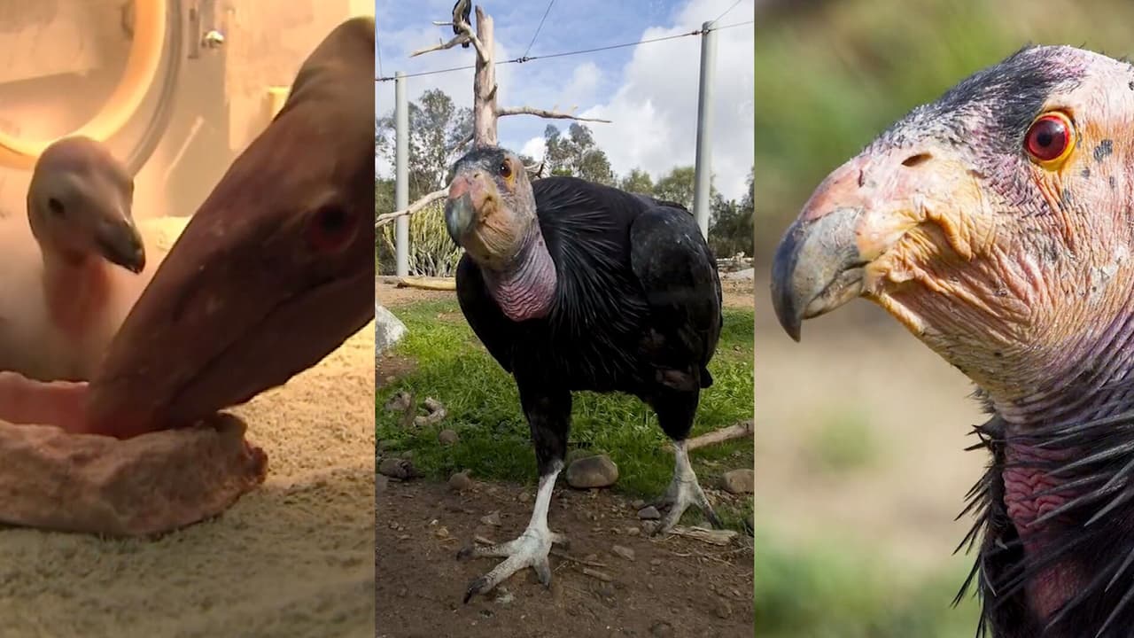 En la década de 1980, del cóndor de California solo quedaban 22 aves en condiciones silvestres y se tomó acción para evitar su extinción, advertida desde 1967. Hoy, se estima que hay cerca de 350 cóndores de California, en igual condición, entre el noroeste de Estados Unidos y Baja California, México.