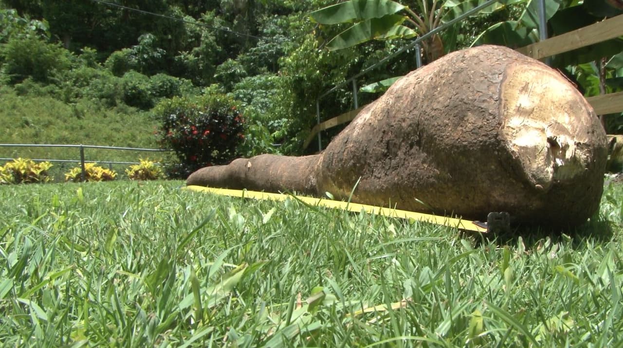Un agricultor del barrio Cuchillas en Moca cosechó una yuca de 9 pies y dos pulgadas de alto. El fruto pesó 35 libras. La yuca es natural, no tiene químicos y fue sembrada hace un año y medio.