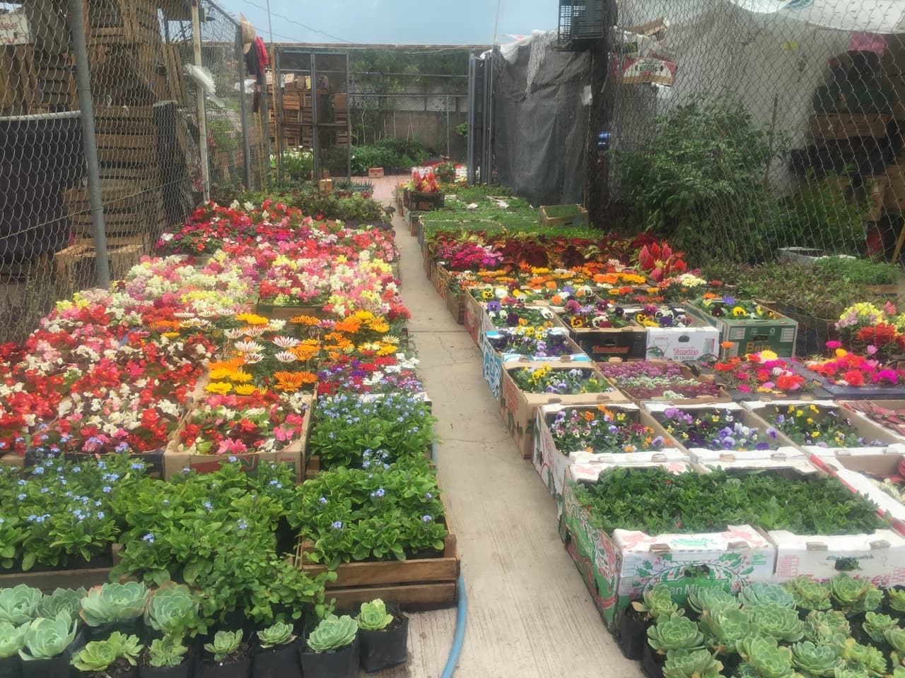 Petra, al igual que otros 300 agricultores, venden plantas de ornato en el mercado Acuexcomatl, que ellos mismos fundaron hace 23 años para vender sus propios productos.