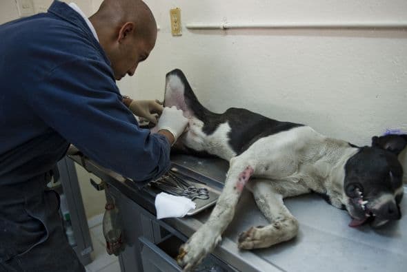 Un estudio universitario realizado en 2008 calculó que podrían ser 3 millones de perros abandonados.