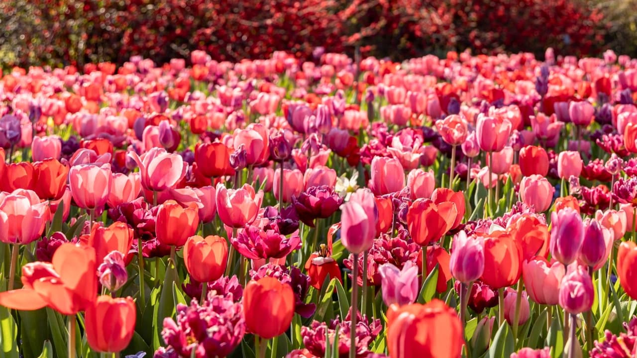 Qué saber de Dallas Blooms 2026: precios, horarios y consejos