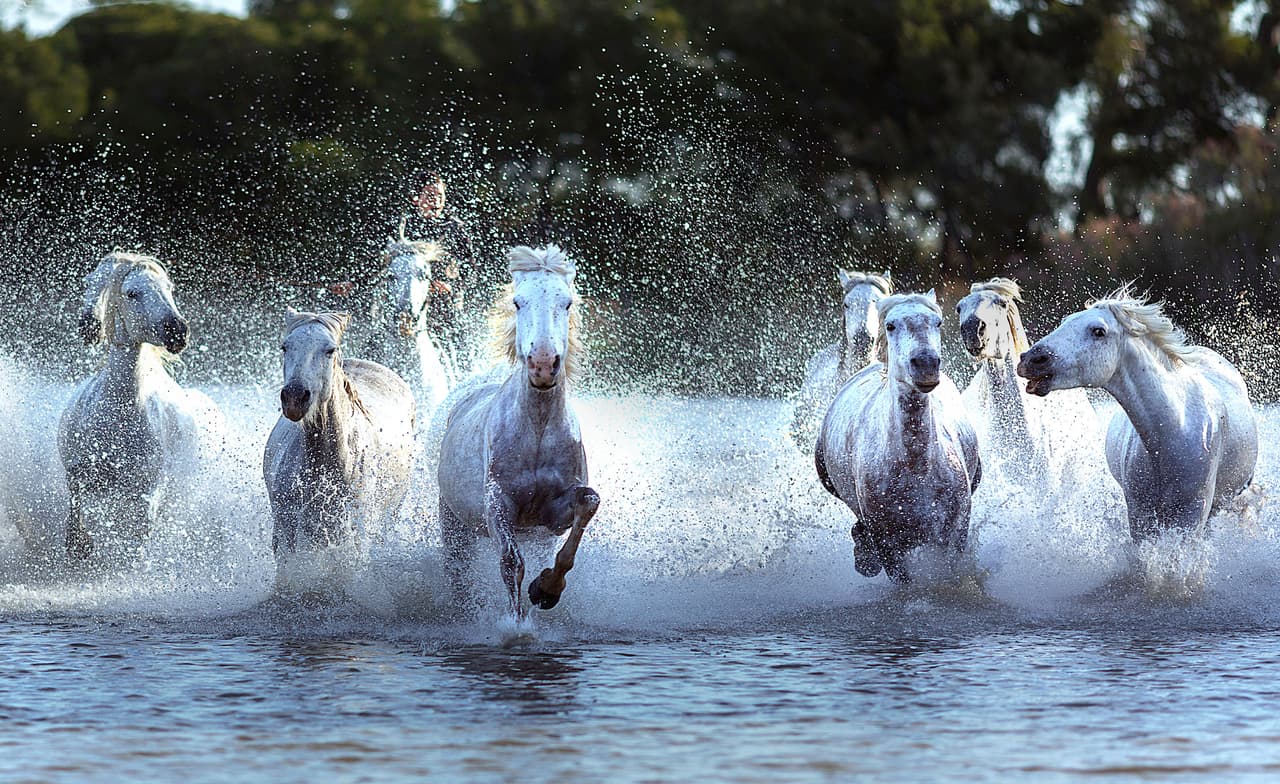 No cabe duda de que los animales, salvajes o domésticos, siempre nos sacan una sonrisa cuando los vemos divertirse.