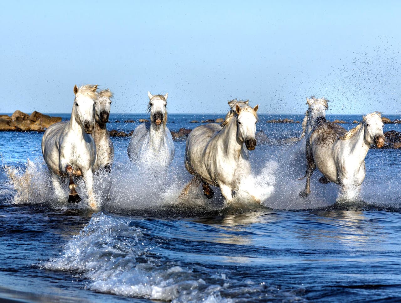 Elena Kachalina buscó la manera de obtener el ángulo correcto mientras estas criaturas continuaban su recorrido.
