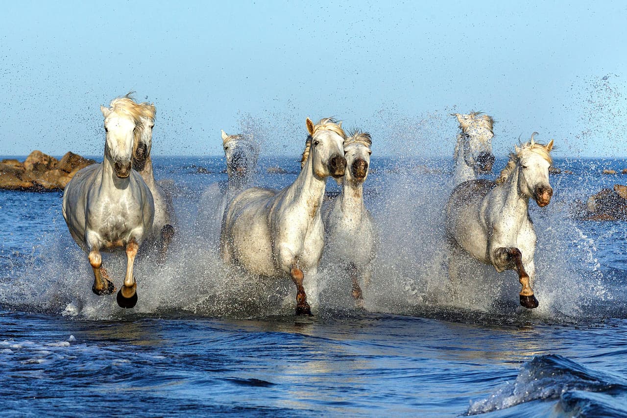 No paraban de jugar, relinchar y correr.