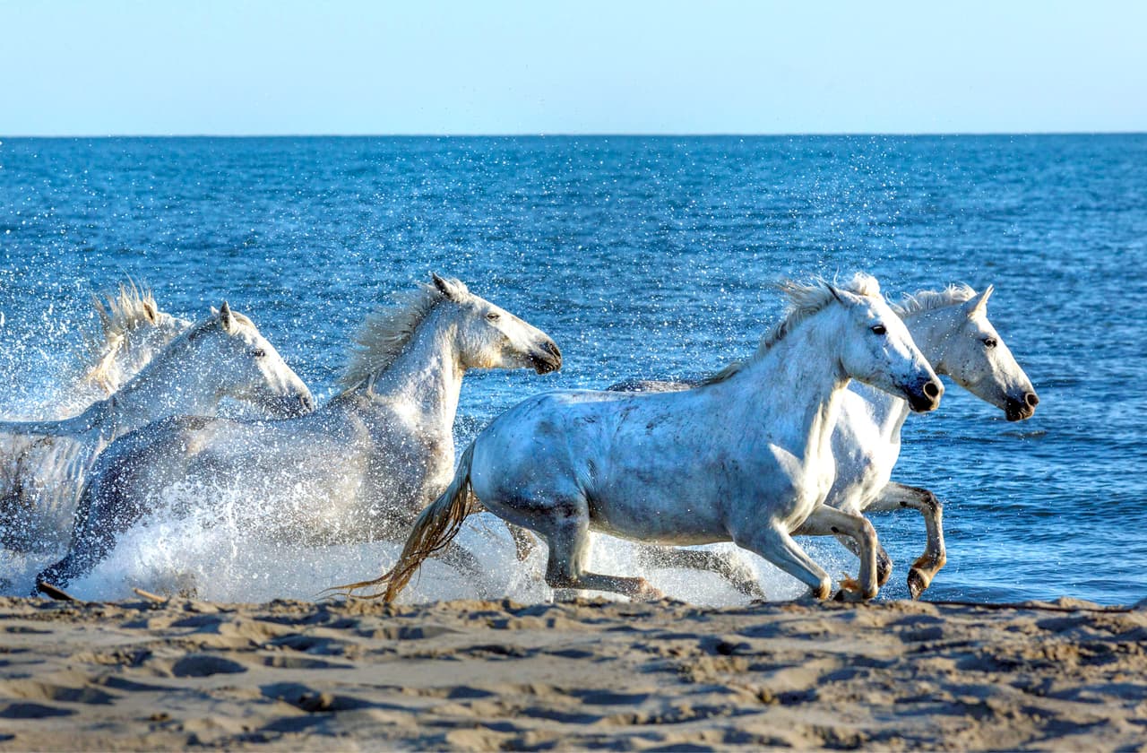 La mujer de 54 años de Moscú, Rusia, tomó estas fotos en cuanto vio lo que hacían los caballos.