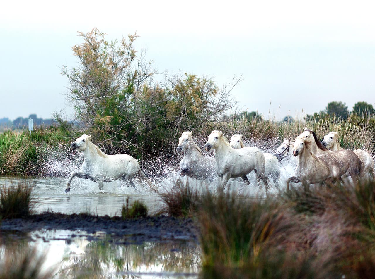 ¿Imaginas la velocidad que pueden alcanzar estas criaturas?