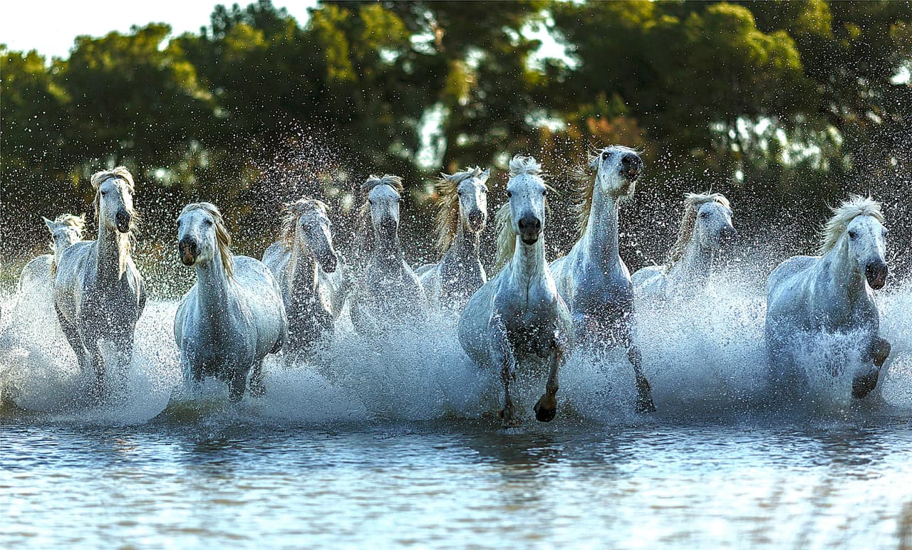 Una manada de bellos Camargo cabalgaron a orillas del mar.