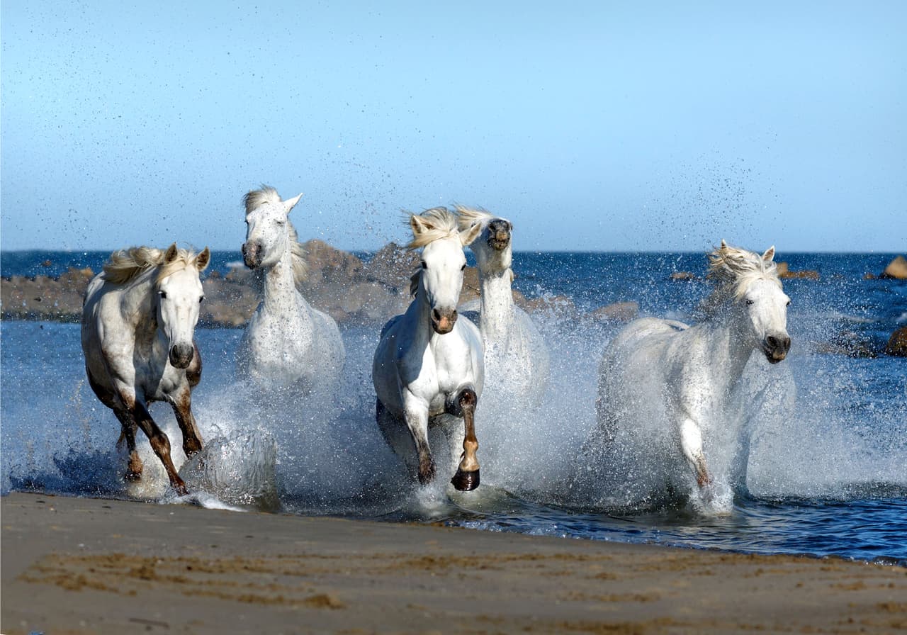 Por eso se juntaron y trotaron sobre aguas cercanas a la ciudad francesa de Aigues-Mortes.