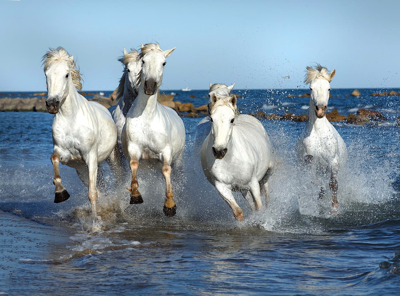 ¡Y ellos desearon un poco de agua en sus pelajes!