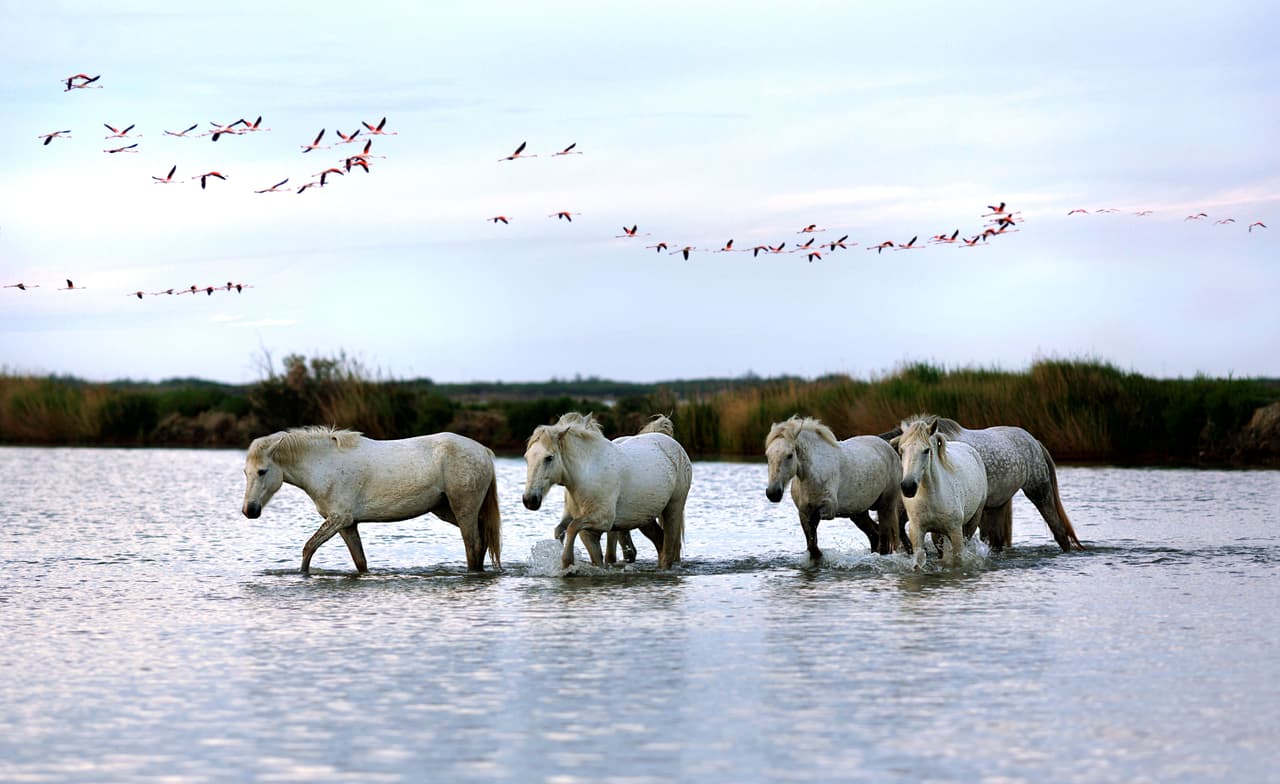 Este tipo de criaturas semicimarronas vagan alrededor de una zona, pues son puestos en libertad por una u otra razón.