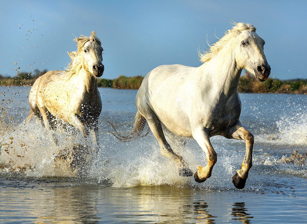 Aprovechando que pueden correr a donde quieran, estos caballos salvajes van a donde quieran.