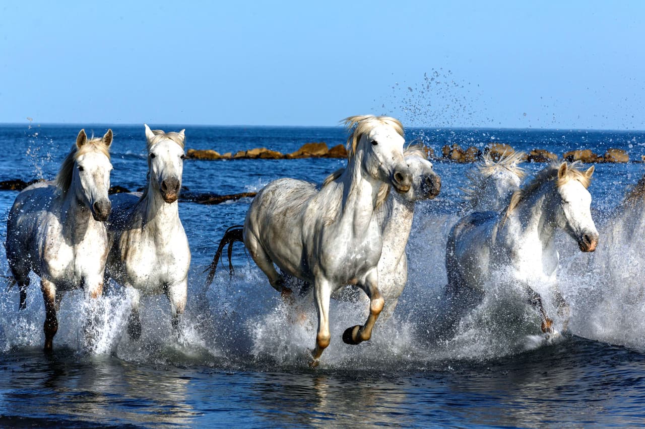 ¡A cabalgar sobre las olas!