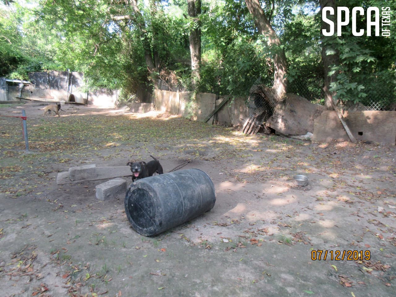 En el estado de Texas, es un delito grave de cárcel estatal hacer que un perro pelee con otro perro, participe en las ganancias u opere una instalación utilizada para peleas de perros o use o permita que otro use edificios, habitaciones , carpa, arena u otra propiedad para peleas de perros.
<br>