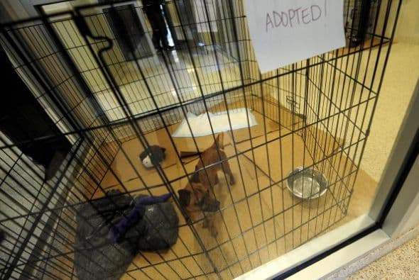 Muchas personas prefieren comprar cachorros solo por ser de raza antes que adoptar a un perro de refugio, existen miles de ventajas para elegir la segunda opción.