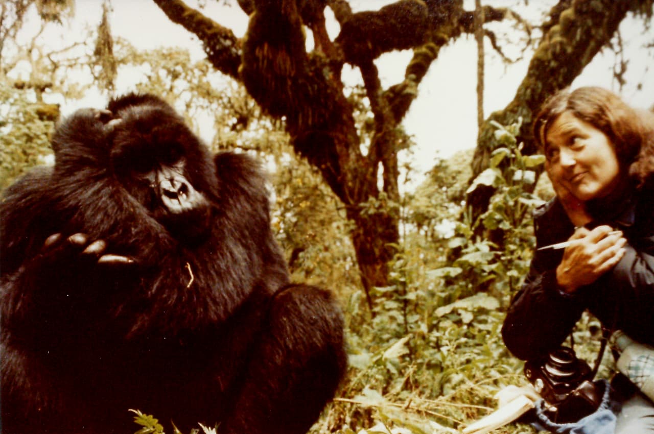 Dian Fossey (1932 - 1985) era una bióloga y conservacionista estadounidense quien en 1967 se instaló en las montañas Virunga en Uganda a estudiar el comportamiento de los gorila de montaña. Al adentrarse en la realidad de las amenazas a estos gigantes gentiles, dedicó el resto de sus días a protegerlos hasta pagar con el máximo precio cuando una noche cazadores furtivos terminaron por asesinarla en 1985. Cincuenta años más tarde, su legado sigue vivo a través de la fundación que lleva su nombre. Con el mantenimiento de patrullaje protector contra la caza furtiva que ella misma creó, investigación científica y educación de las comunidades humanas vecinas, estos primates, la fundación hace que esta especie se encuentre cada vez un poco más lejo de desaprecer. Conoce más de esta historia 
<a href="https://www.univision.com/noticias/planeta/mas-tierras-para-proteger-a-los-gorilas-de-montana-en-peligro-critico-de-extincion-fotos" target="_blank">aquí</a>.