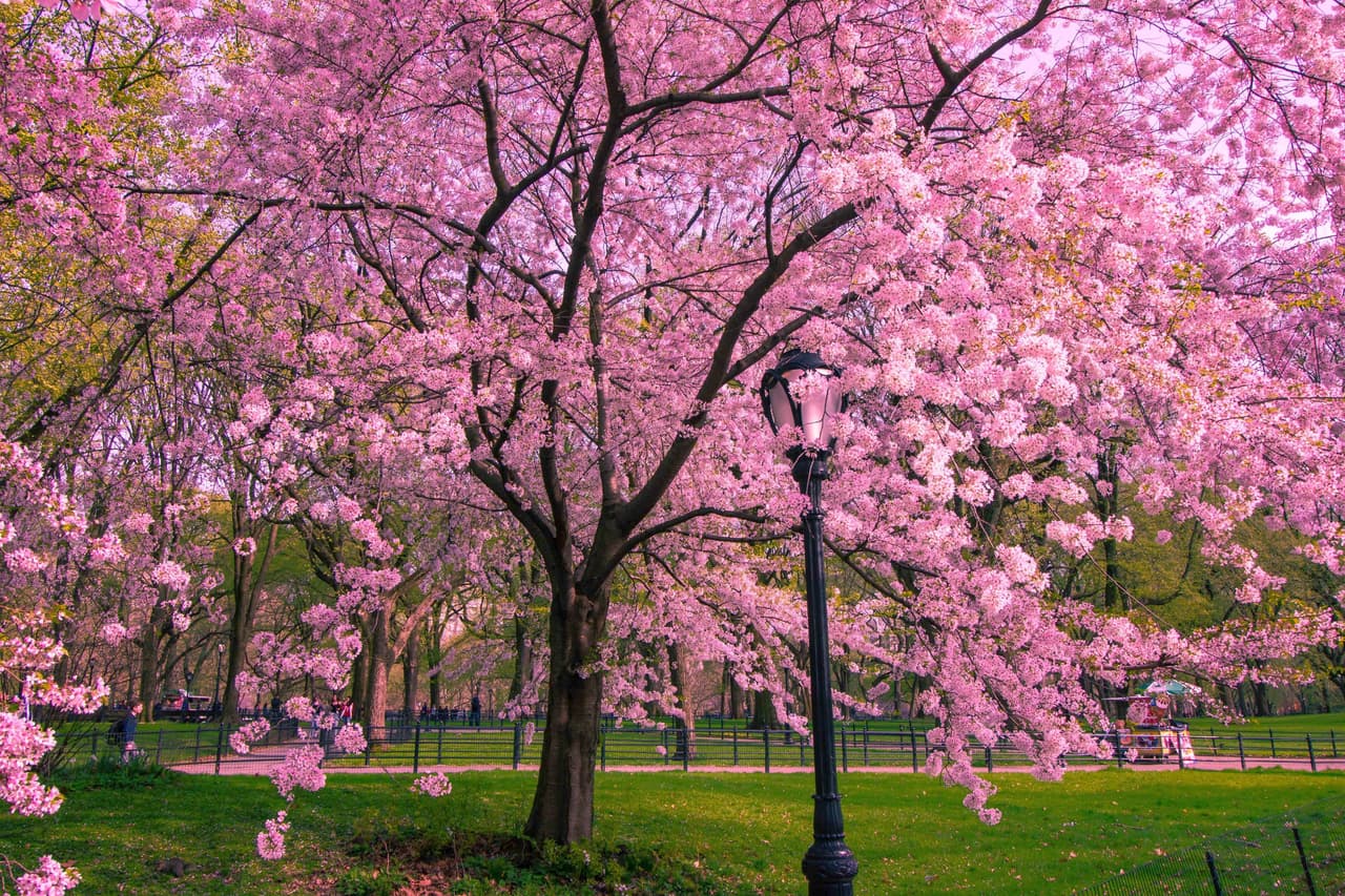 Existen unas 
<b>cien variedades</b> de estos árboles, pero las que más se ven en NYC son: Okame (que es la primera que florece en marzo), Yoshino y Kwanzan, que son los que florecen en abril.