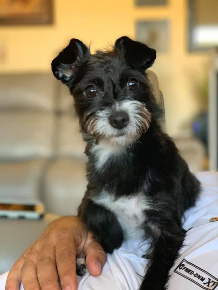 "Bella, un poco enfermita pero no deja de hacernos sus gracias" - Liliana Acosta Cervantes