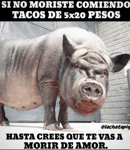 La Chata compartiendo sus divertidos memes.