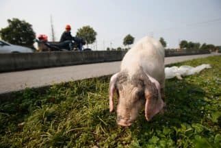 Criadores de cerdo mexicano denuncian a EEUU por competencia desleal