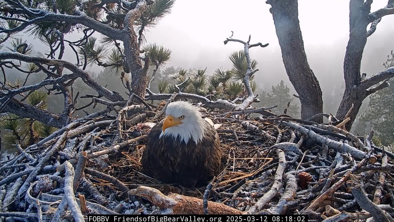 “A veces nos preocupamos por ella, pero siempre nos demuestra su fuerza y fortaleza al cubrir y proteger a sus polluelos con cada fibra de su ser” señaló la organización
<b> <a href="https://www.youtube.com/@FOBBVCAM" target="_blank">Friends of Big Bear Valley,</a></b> encargada de monitorear el nido.
