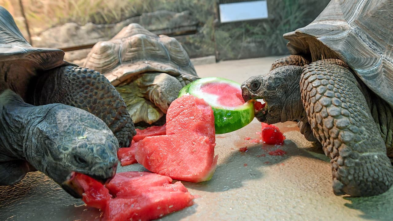 Reparten amor: el Zoo de Brookfield celebra el Día de San Valentín