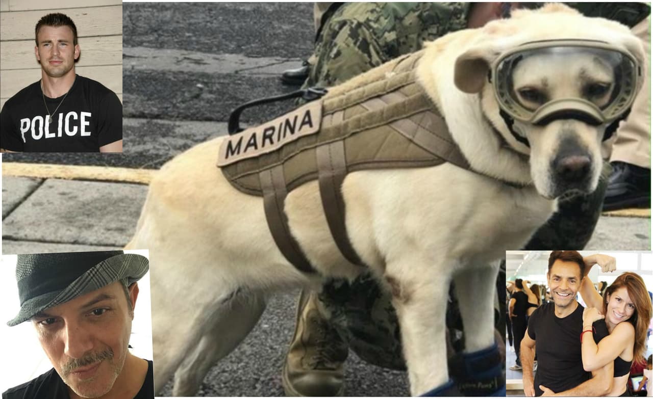 Famosos se declaran fans de 'Frida', la perrita rescatista mexicana