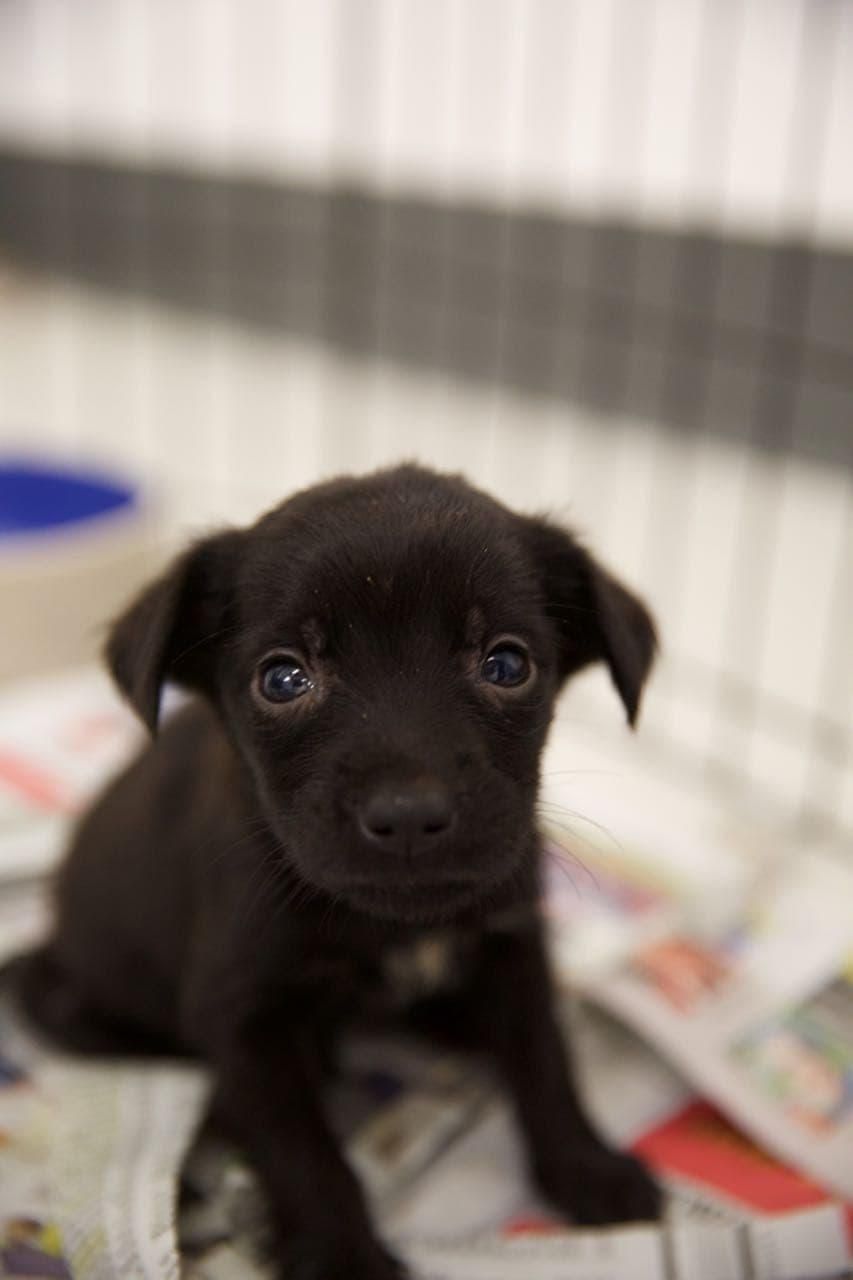 Siete de los 35 canes eran cachorros, según detallaron las autoridades.