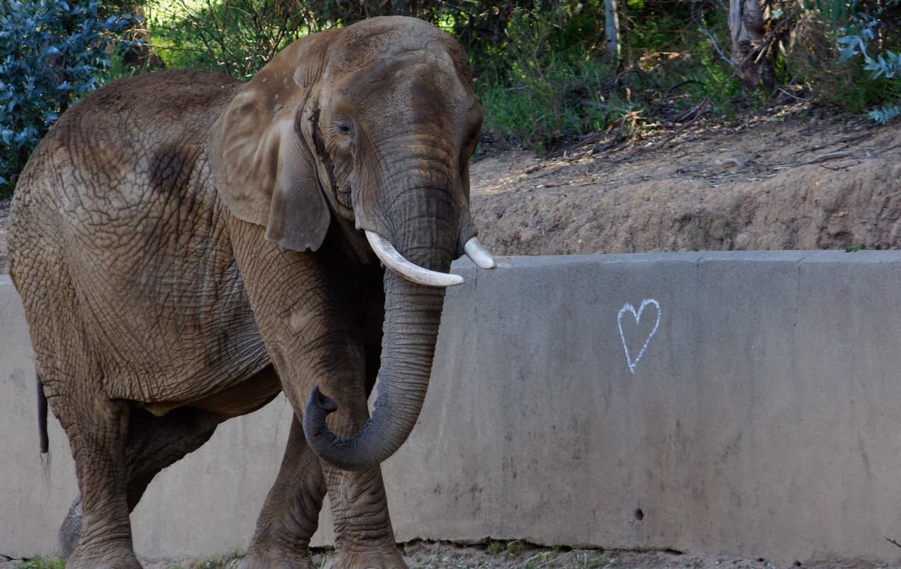 Una elefanta africana conocida por su comportamiento gentil y amable y la mayor de la manada, murió en su hogar adoptivo, el zoológico de Oakland, anunciaron funcionarios el miércoles.