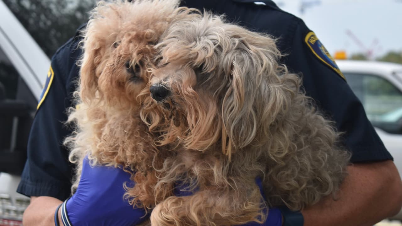 Muchos de los perros tienen pulgas y su pelo está totalmente enmarañado.