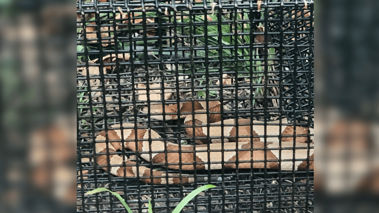 “Cualquier fuente de calor a las serpientes les gusta para alojarse, pero una vez que entran, pueden estar en cualquier lugar”. “Entran por el sótano o el espacio del ático”, dijo Randall Kennedy.
<br>