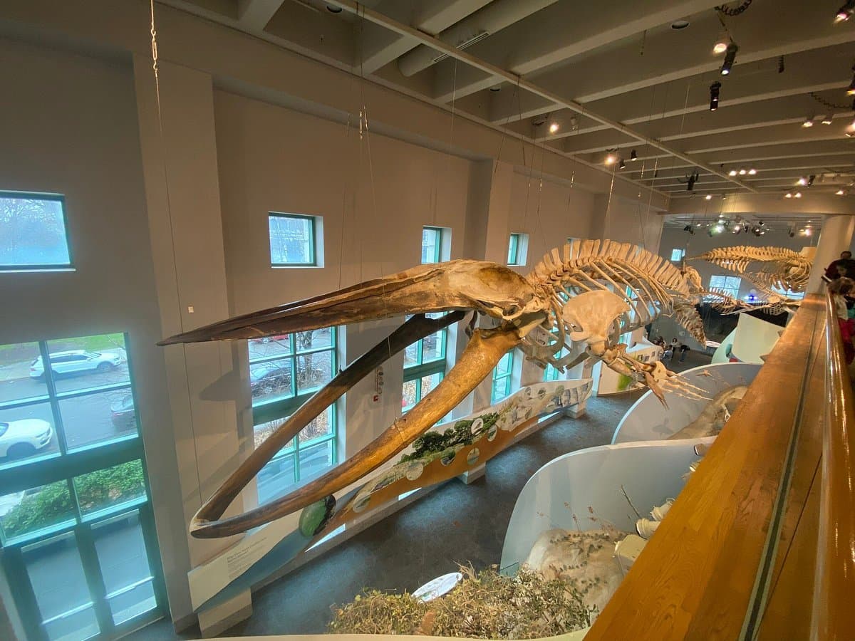 <b><a href="https://naturalsciences.org/">North Carolina Museum of Natural Sciences (Raleigh)</a></b>. El museo de historia natural más grande del sureste del país presenta dinosaurios, esqueletos de ballenas, animales vivos, dioramas para recorrer, exhibiciones especiales, educación científica práctica y científicos accesibles.
<br>
<br>
<b><a href="https://goo.gl/maps/9XRMhgu5CDGVS1ym8">Cómo llegar</a></b>