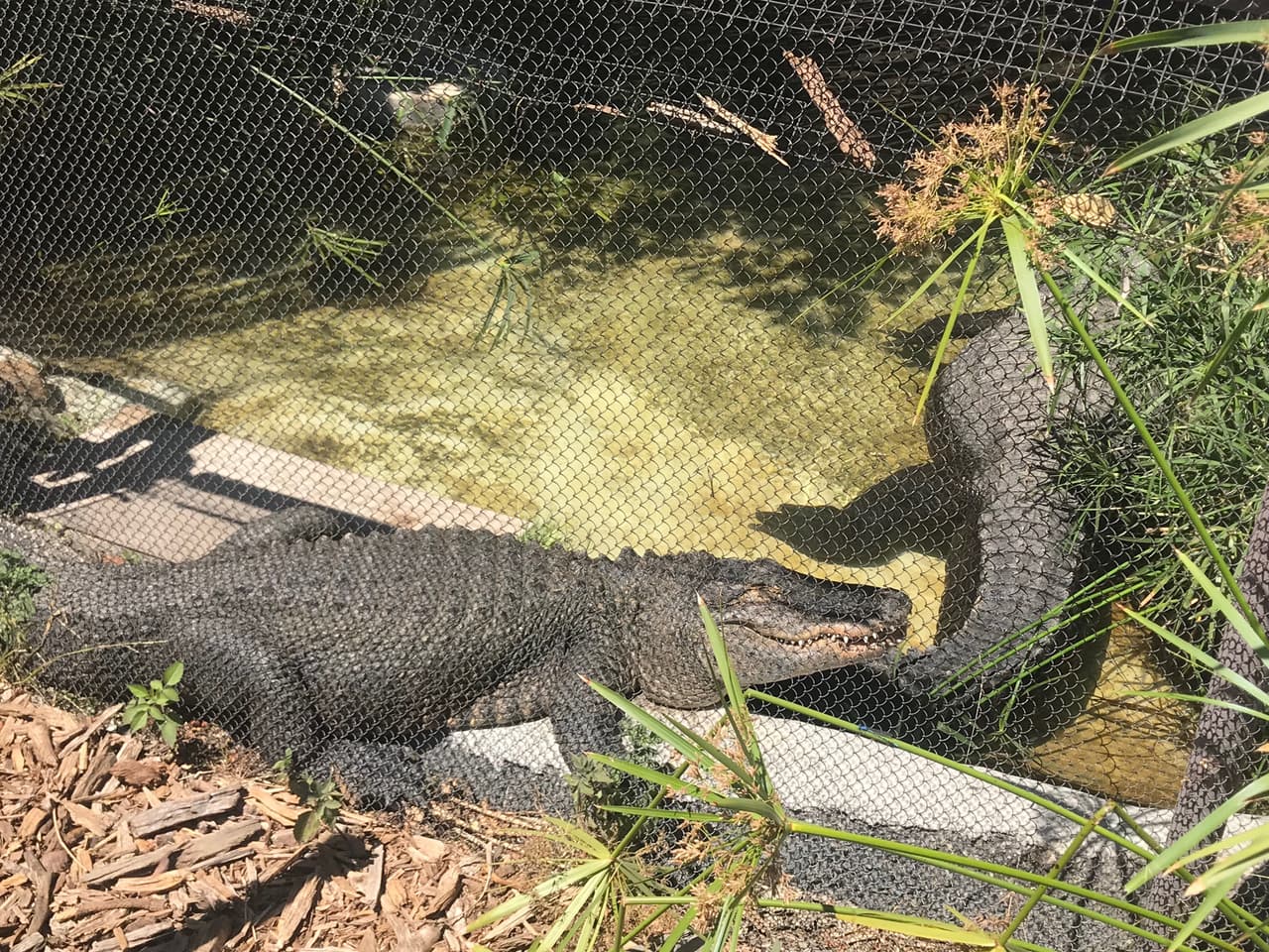 Los caimanes pasan gran parte del día tumbados al sol a orillas de ríos, lagos y en el zoológico de Los Ángeles también.