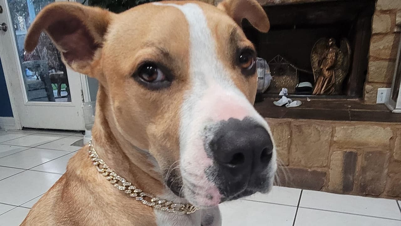 El cuidado se basa en que tengan acceso a agua y comida.