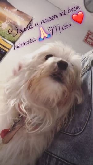 Tan solo unas horas antes de la muerte de Mussa, Marjorie había publicado a través de sus historias de Instagram el estado de salud en el que se encontraba la pequeña perrita.
