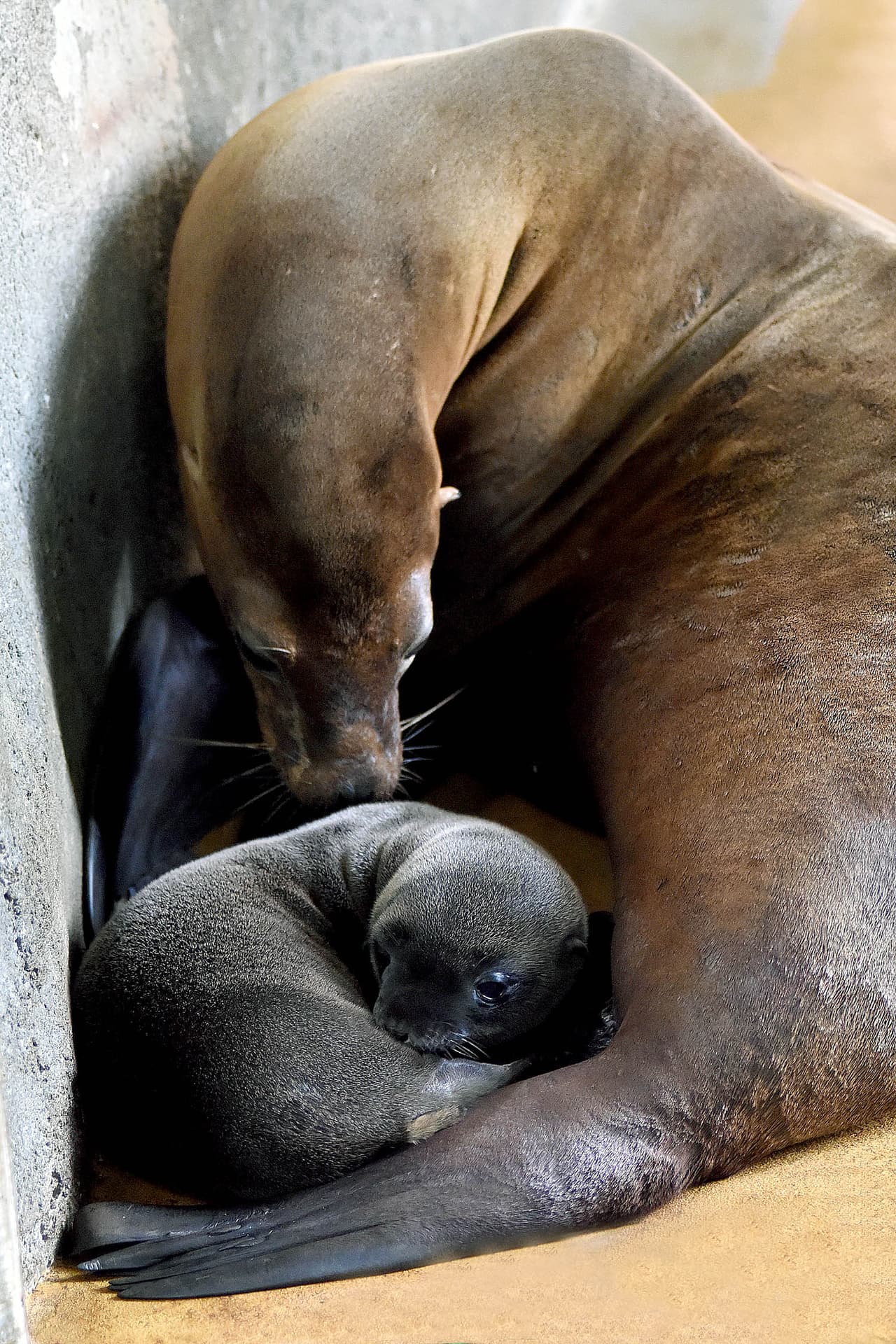 Una semana después, el pasado 11 de junio, nació la otra cría. Su madre se llama Arie.