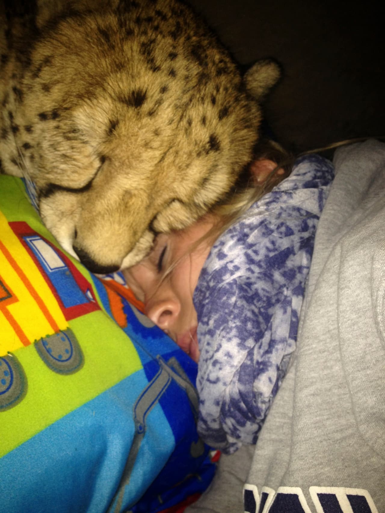 Ni siquiera cuando duermen pueden pasar un par de centímetros separados. ¡Vaya amistad!