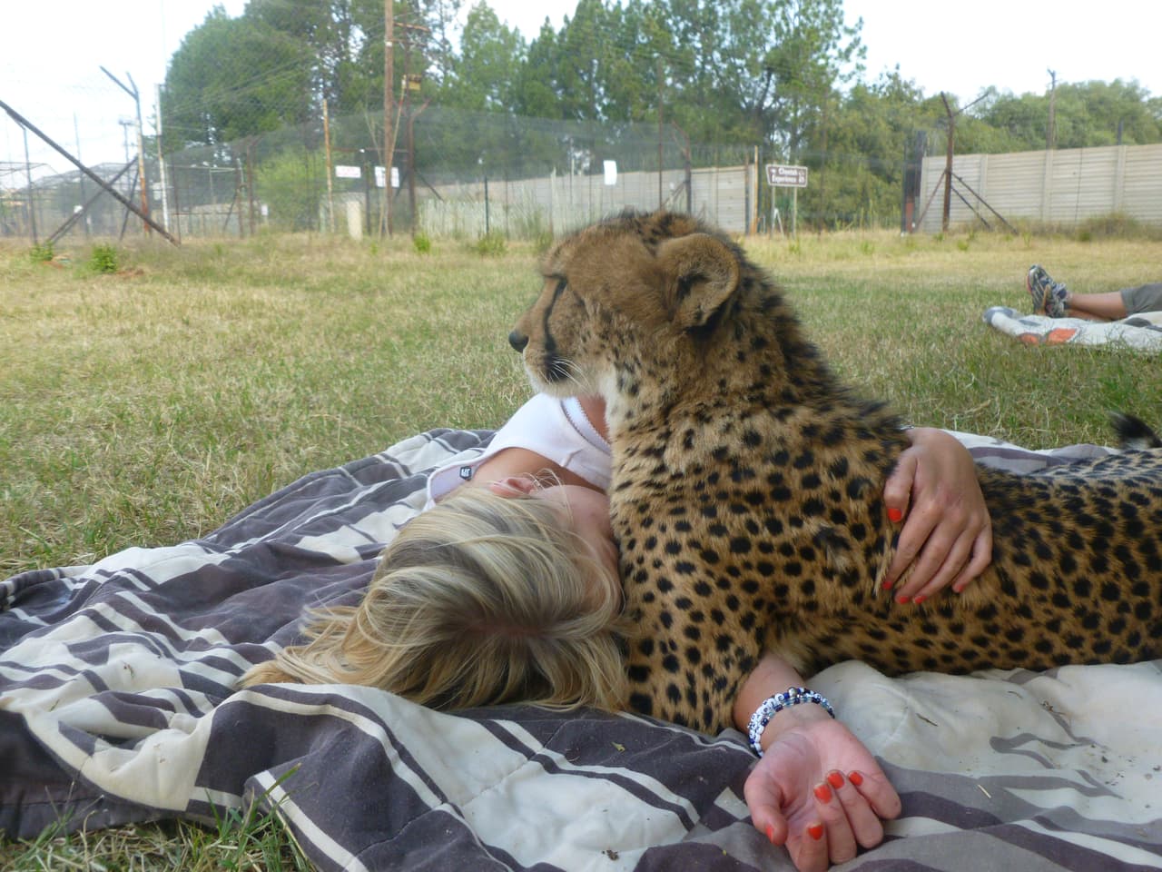 Una británica comenzó una relación muy amistosa con un chita.