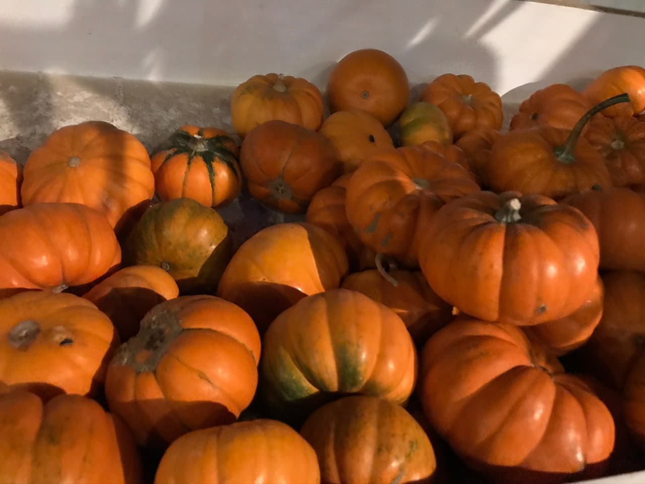 Las mini calabazas dulces pueden pasar por la fruta parsimo, para los más despitados.