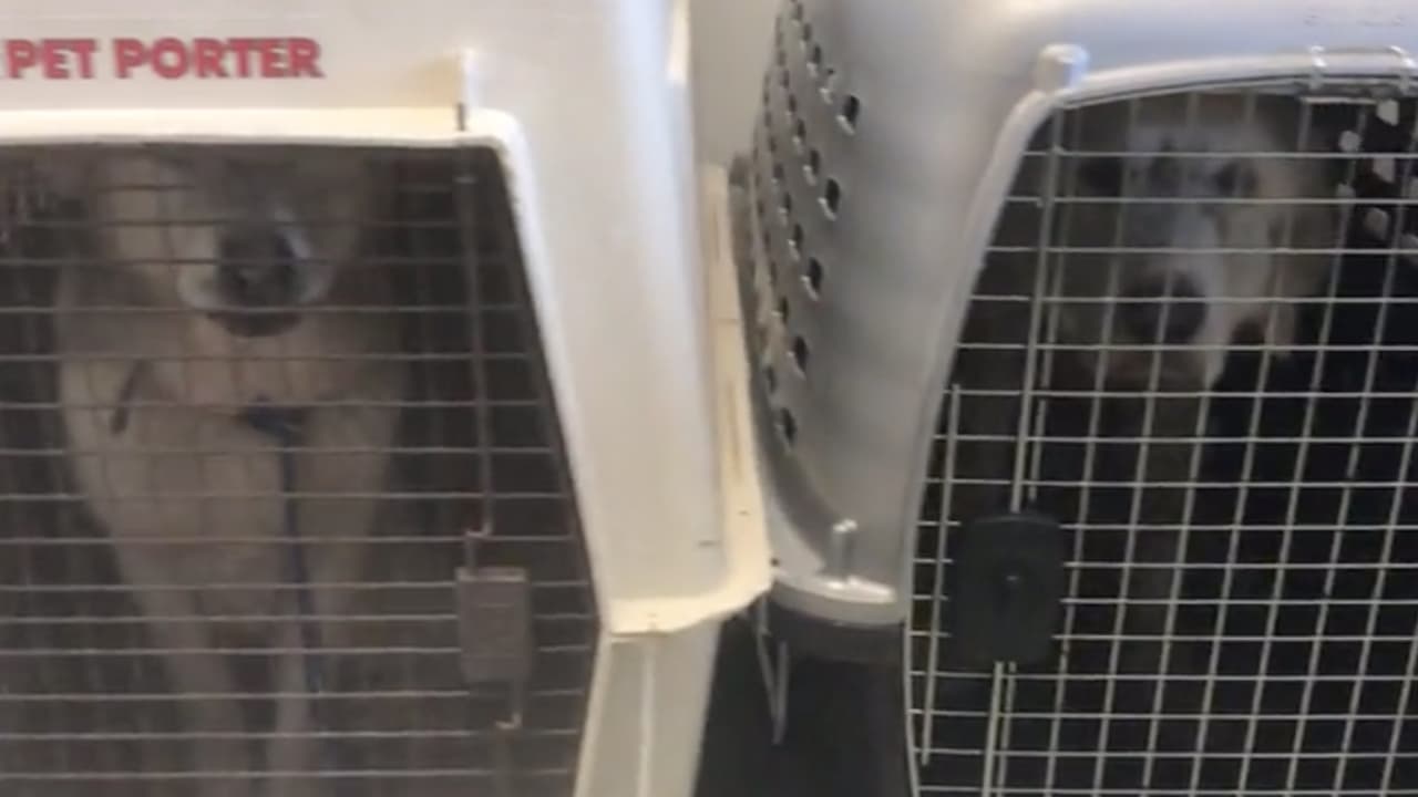 Muchos de los perros estaban muy delgados y los tenían encadenados o atados con cuerdas a autos viejos y otros escombros tirados en el lugar.