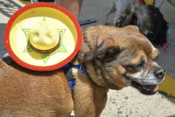 Decenas de perritos se disfrazaron y personificaron en tradicionales vestimentas para festejar el 5 de Mayo.