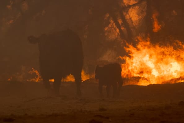 A este jueves la quema supera los 16,800 acres y está contenida en un 5%. La llegada de un evento de 
<a href="https://www.univision.com/local/los-angeles-kmex/cientificos-estudian-el-patron-climatologico-de-los-vientos-de-santa-ana-y-los-resultados-son-sorprendentes-video">vientos de Santa Ana</a> previsto para este viernes podría complicar aún más la situación para los bomberos y residentes de la zona bajo el azote de las llamas.