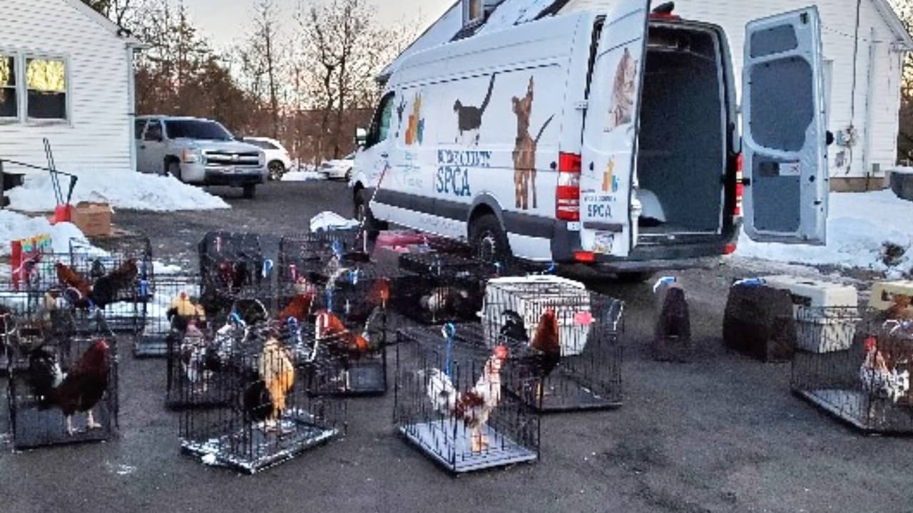 En plena pelea: rescatan a decenas de gallos utilizados en peleas clandestinas en Bucks County