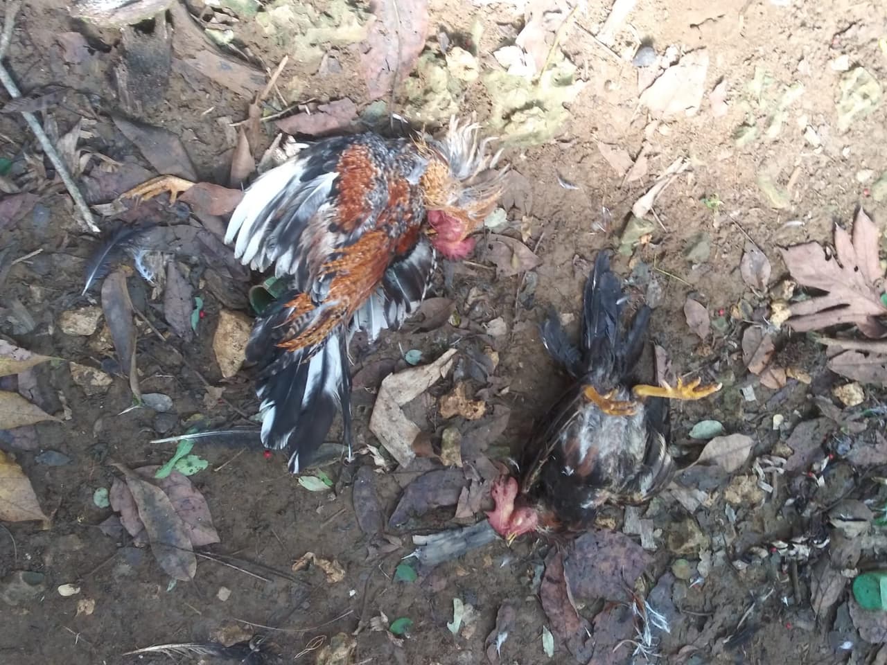 Según indicó el querellante Oscar Feliciano Ruiz, un animal desconocido logró acceso a la parte posterior de su residencia donde le causó daños a varias jaulas de aves de corral y mató a los animales.