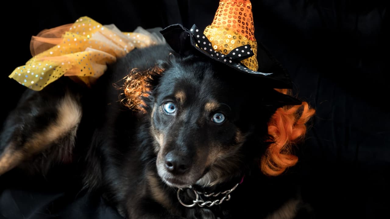 Con tanto ruido y movimiento tu perro puede ponerse nervioso o asustarse, por lo que es preferible que lo tengas adentro y controlado. Hay bromistas a los que les gusta molestar a las mascotas, mantenlos alejados de ellos.