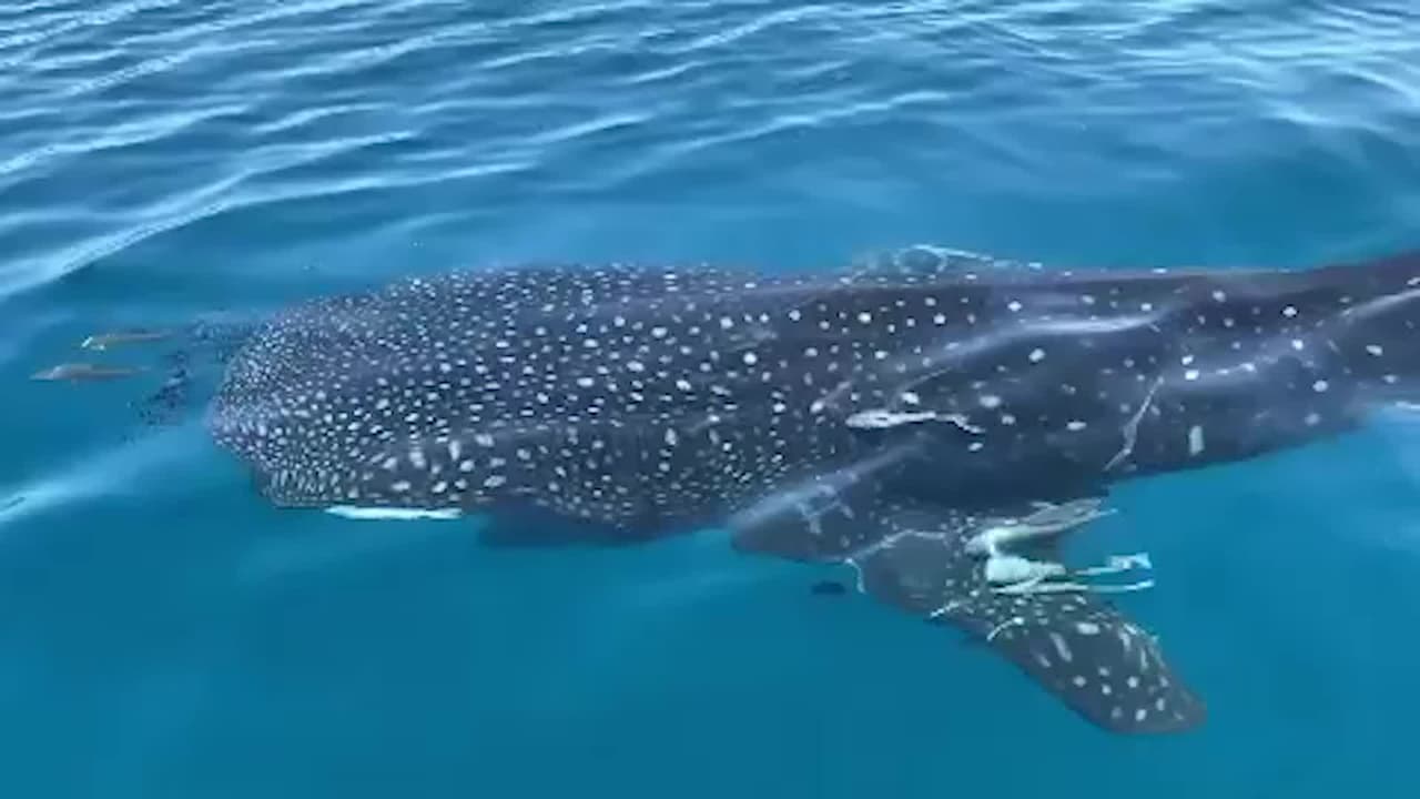 Avistan enorme tiburón ballena cerca de las costas de Florida