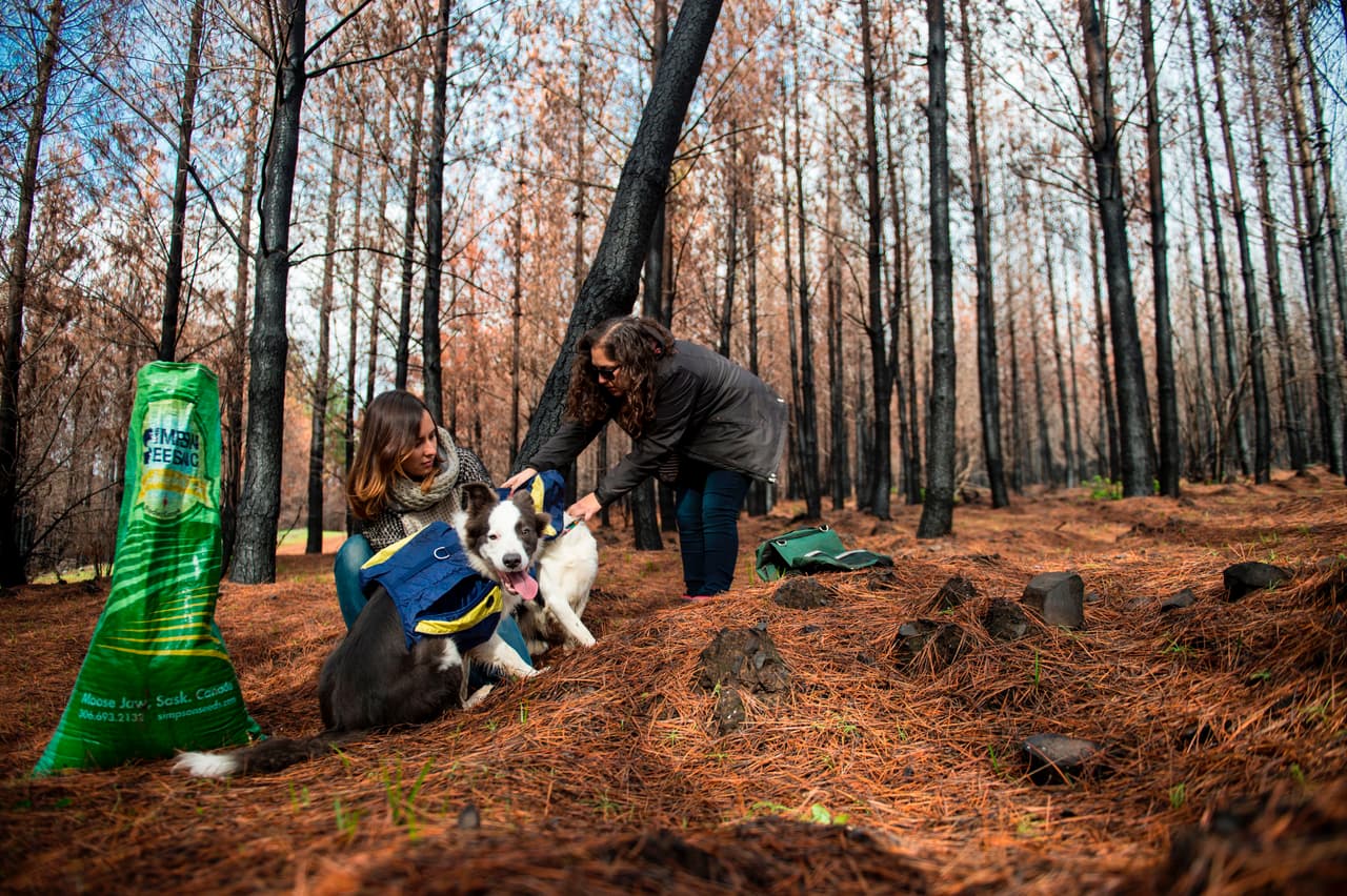 Francisca y su organización Pewos esperan que, con la labor de las perras, en cinco años se pueda gozar de un ecosistema completamente recuperado de bosques, como se encontraban antes de los incendios.