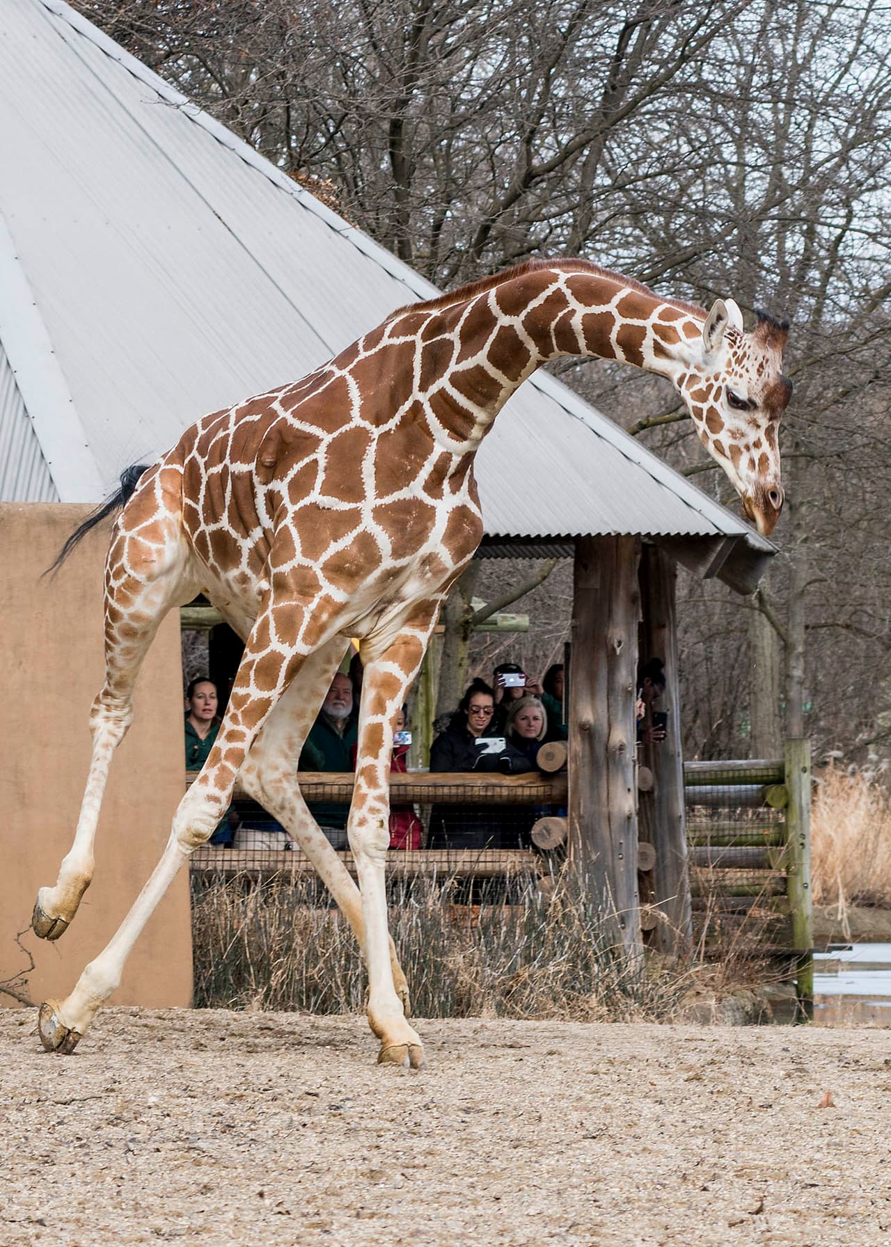 Potoka, una jirafa de 6 años en el zoológico de Brookfield, estira sus piernas hoy, 5 de marzo. El rebaño de jirafas tiene acceso a su hábitat al aire libre cuando las temperaturas empiezan a subir.