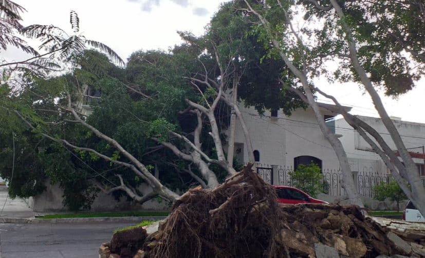 Además, la tormenta 
<b>provocó caída de árboles, inundaciones y encharcamientos en diferentes puntos de la ciudad </b>de Guadalajara y el vecino municipio de Zapopan.
<br>